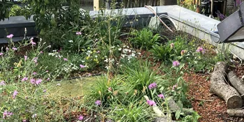 Deutschland summt!-Pflanzwettbewerbs 2025: Foto eines Gewinnerbeitrags