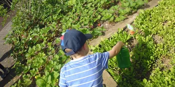 Deutschland summt!-Pflanzwettbewerbs 2025: Foto eines Gewinnerbeitrags