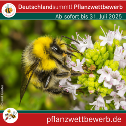 Deutschland summt!-Pflanzwettbewerb 2025, Sharepic