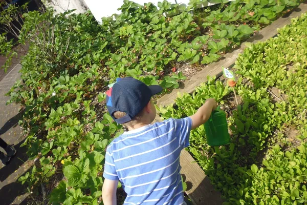 Deutschland summt!-Pflanzwettbewerbs 2025: Foto eines Gewinnerbeitrags