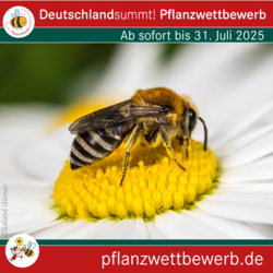Deutschland summt!-Pflanzwettbewerb 2025, Sharepic