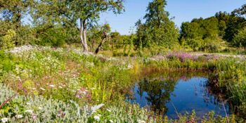 Deutschland summt!-Pflanzwettbewerb 2024: naturnahe Gestaltung