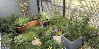 Deutschland summt!-Pflanzwettbewerbs 2025: Foto eines Gewinnerbeitrags