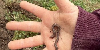 Deutschland summt!-Pflanzwettbewerbs 2025: Foto eines Gewinnerbeitrags