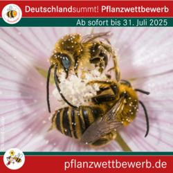Deutschland summt!-Pflanzwettbewerb 2025, Sharepic