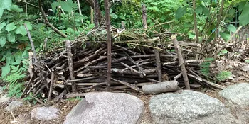 Deutschland summt!-Pflanzwettbewerbs 2025: Foto eines Gewinnerbeitrags