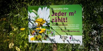 Deutschland summt!-Pflanzwettbewerbs 2025: Foto eines Gewinnerbeitrags