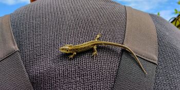 Deutschland summt!-Pflanzwettbewerbs 2025: Foto eines Gewinnerbeitrags