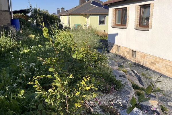 Deutschland summt!-Pflanzwettbewerbs 2026: Foto eines Gewinnerbeitrags