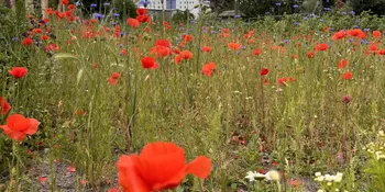 Deutschland summt!-Pflanzwettbewerbs 2025: Foto eines Gewinnerbeitrags