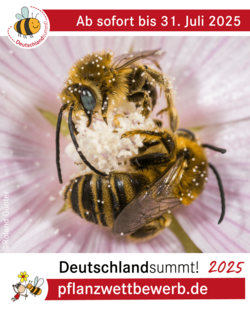 Deutschland summt!-Pflanzwettbewerb 2025, Sharepic