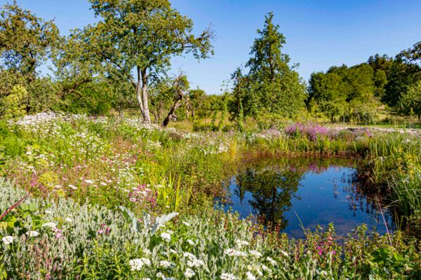 Deutschland summt!-Pflanzwettbewerb 2024: naturnahe Gestaltung