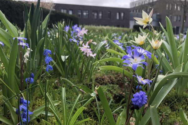 Deutschland summt!-Pflanzwettbewerb 2024: naturnahe Gestaltung