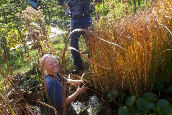 Deutschland summt!-Pflanzwettbewerb 2024: naturnahe Gestaltung