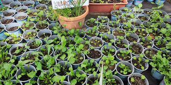 Deutschland summt!-Pflanzwettbewerbs 2025: Foto eines Gewinnerbeitrags